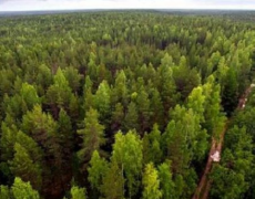 Зеленський затвердив рішення РНБО щодо захисту лісів в особливий період