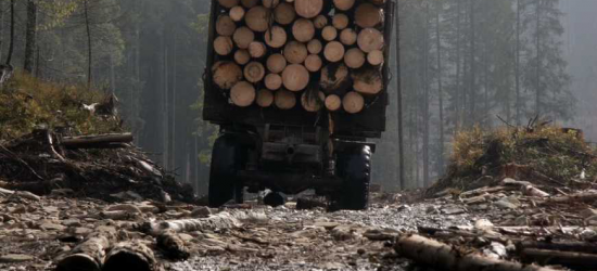Організаторів масштабної рубки дерев у Золочівському лісгоспі взяли під варту