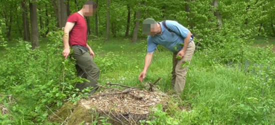 Незаконні рубки лісу на Львівщині на майже 800 тис. грн: керівнику лісогосподарства повідомили про підозру 
