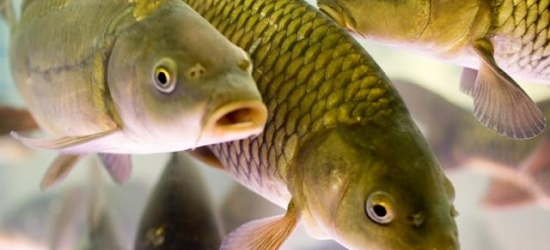 Верховна Рада дала старт «рибній» реформі – голова профільного комітету Гайду