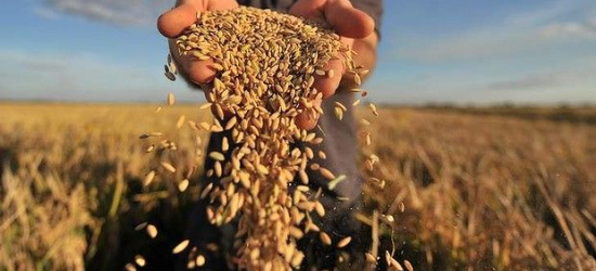 Ембарго на зерно: Україна подає позов на Польщу, Угорщину та Словаччину