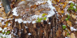 Екоінспектори виявили на Самбірщині незаконну рубку дерев різних порід (ФОТО)