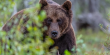 На Самбірщині помітили рідкісного бурого ведмедя (ВІДЕО) 