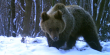 Кожен ведмідь має свій характер та звички, – львівський зоолог про клишоногих у Карпатах 