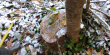 На Самбірщині виявили незаконну рубку 22 дерев (ФОТО)