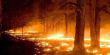 Цьогоріч на Львівщині порушників пожежної небезпеки в лісі оштрафували на понад 10 тис. грн