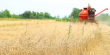 На Яворівщині аграрії почали збирати озиму пшеницю 