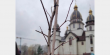 У Сквері пам’яті Героїв України на Сихові висадили перші дерева