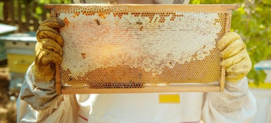 Today Ukraine celebrates Beekeeper’s Day