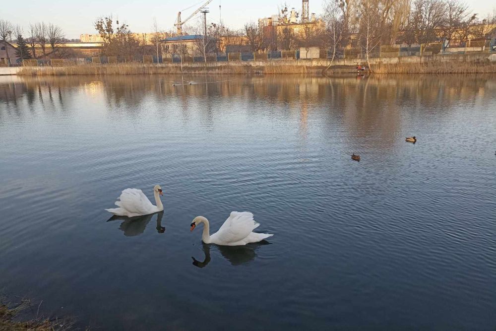 Лебедів з Левандівського озера забрали на зимівлю