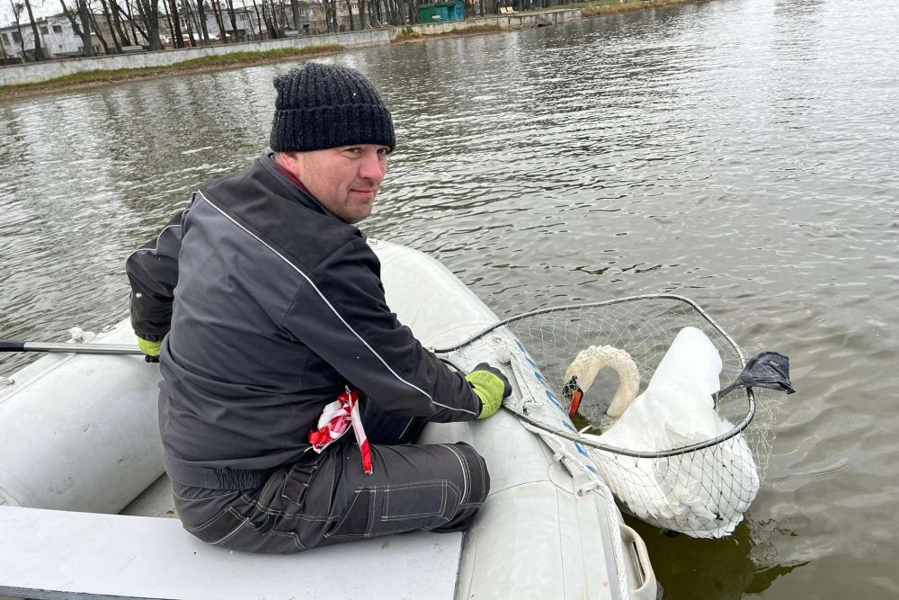 Лебедів з Левандівського озера забрали на зимівлю