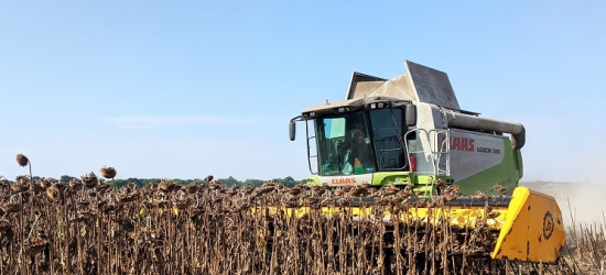 Львівщина лідирує за врожайністю соняшнику