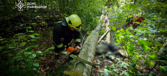 У лісі на Стрийщині на чоловіка впало дерево: він загинув