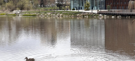 В озері на вул. Стрийській виявили мертвого чоловіка