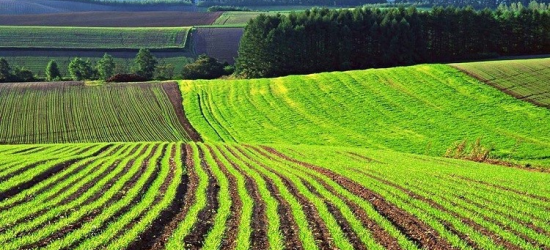 Податківці пояснили нюанси подання податкової звітності з плати за землю на 2025 рік