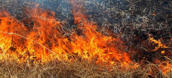 Загибель жінки під час спалювання сухостою на Шептиччині: поліція розповіла подробиці