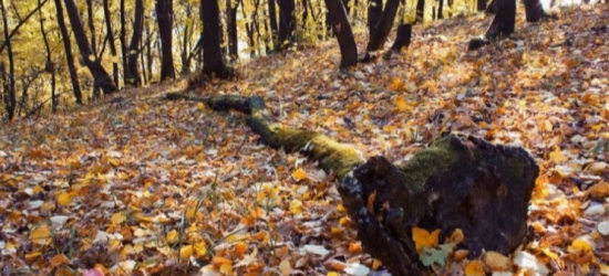 Прокуратурі не вдалося відсудити землі Міноборони на Львівщині