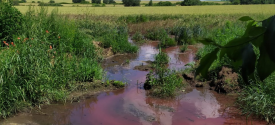 Криваві ріки на пшеничні поля: ноу-хау від м’ясокомбінату у Підберізцях