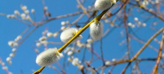 Сьогодні християни східного обряду відзначають Вербну неділю