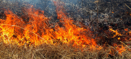За добу на Львівщині рятувальники ліквідували 12 пожеж сухостою