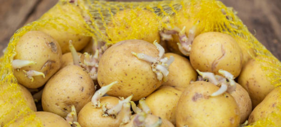 Малозабезпечені сільські сім’ї Львівщини отримали від ФАО насіння картоплі