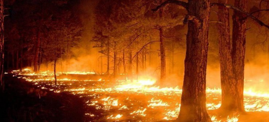 Цьогоріч на Львівщині порушників пожежної небезпеки в лісі оштрафували на понад 10 тис. грн