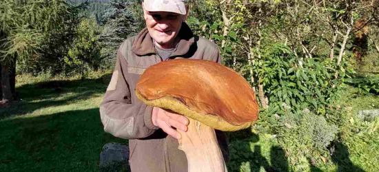 У Карпатах знайшли гігантський гриб вагою 3 кг (ФОТО)