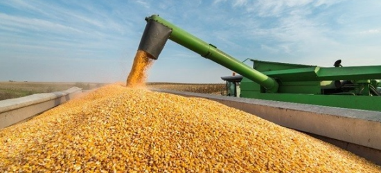 На Дрогобиччині урожай зернових та олійних культур вже склав 25 тисяч тонн