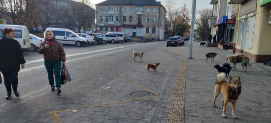 У центрі міста Броди сформувалося збіговисько безпритульних собак (ФОТО)