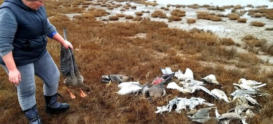 В Україні масово гинуть птахи від пестицидів на полях – біолог