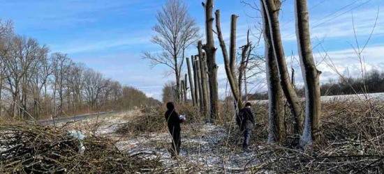 На Самбірщині зафіксували незаконну рубку та формування ясенів