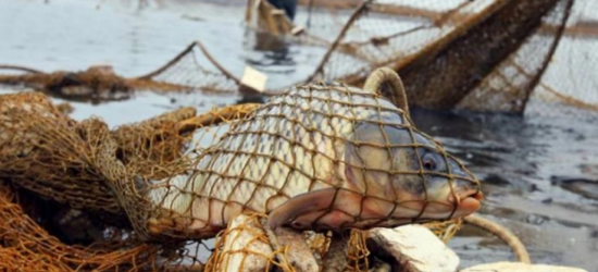 На Львівщині з 1 квітня діятиме нерестова заборона на вилов риби