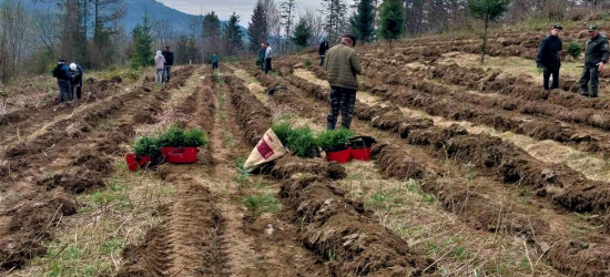 На Самбірщині висадили майже 2,5 тис. молодих дерев