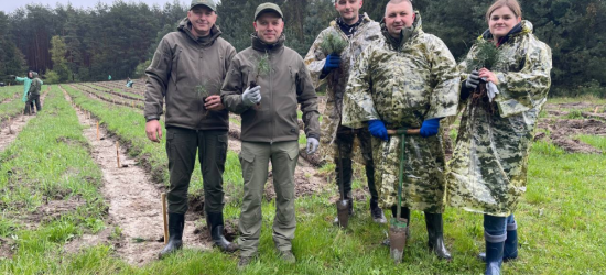 На території Радехівської громади висадили плантацію червонокнижної кедрової сосни євпропейської