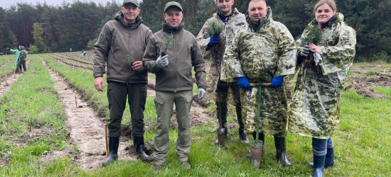 «Галсільліс» висадив плантацію червонокнижної сосни кедрової європейської (ФОТО)