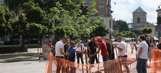 У центрі Львова висадили нові дерева (ФОТО)