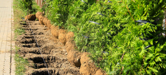 У Самборі підприємство створило зелену зону