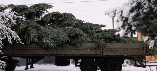 У центрі Львова встановлюють головну новорічну ялинку (ВІДЕО)