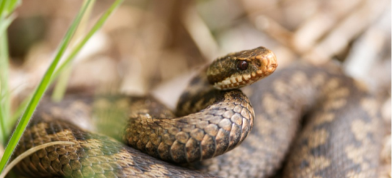 18-річна дівчина на Самбірщині потрапила до реанімації через укус змії
