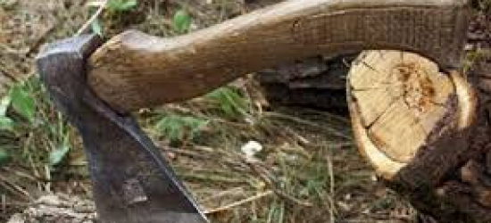 Керівнику лісгоспу на Львівщині оголосили підозру через незаконну рубку на майже 800 тис. грн 