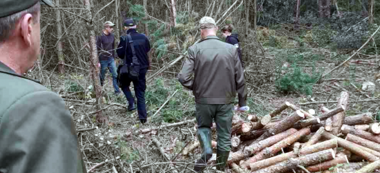 На Яворівщині виявили сотні незаконно зрубаних дерев 