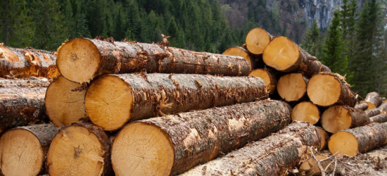 Львівліс провів додаткові аукціонні торги необробленою деревиною