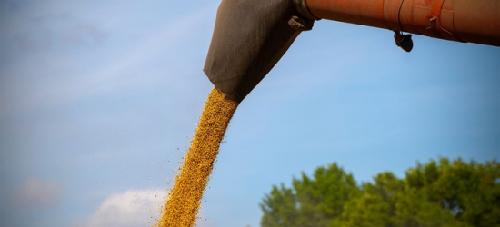 Українські аграрії намолотили більше 40 млн т зерна