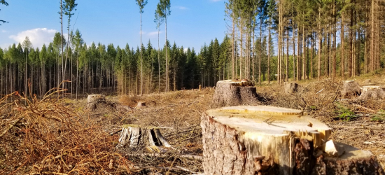 Масштабна рубка лісу у парку «Королівські Бескиди»: екоінспекція нарахувала понад 16 млн грн збитків 