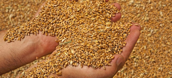 «Зернову угоду» продовжили на 120 днів