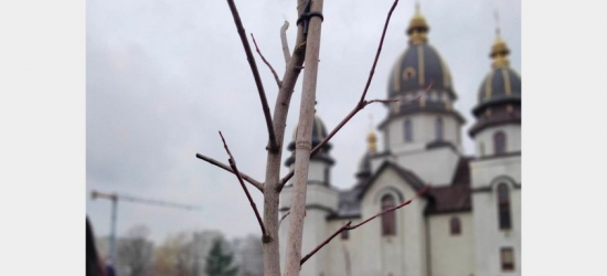 У Сквері пам’яті Героїв України на Сихові висадили перші дерева