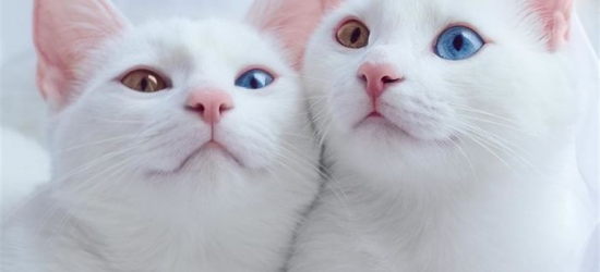 Вірус імунодефіциту котів. Що потрібно знати, щоб ваш котик чи кішечка прожили довге життя?