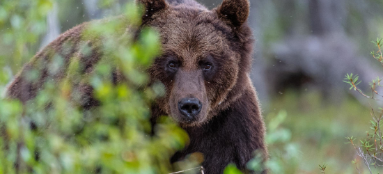На Самбірщині помітили рідкісного бурого ведмедя (ВІДЕО) 